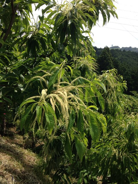 栗の開花