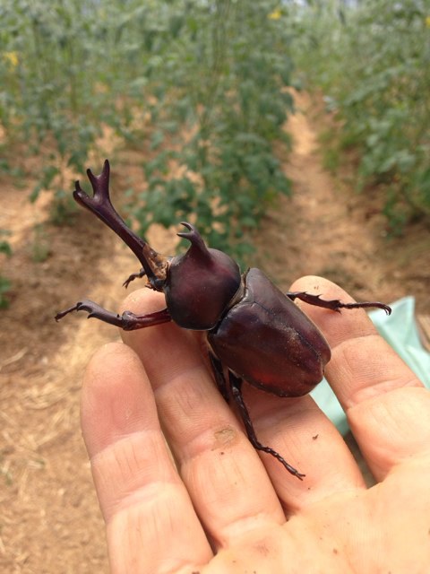 ミニトマトの出荷始まりました！