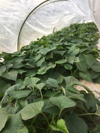 サツマイモの植え付け開始！ 2019/04/30 06:59:04