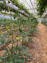 ブドウとミニトマト、グングン成長中！ 2021/05/13 23:05:15