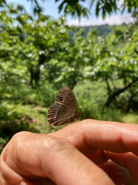 栗の草刈り中