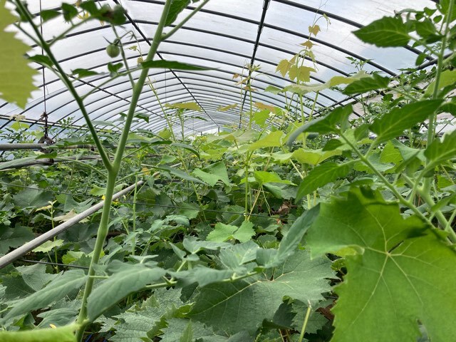 ミニトマト最盛期です。