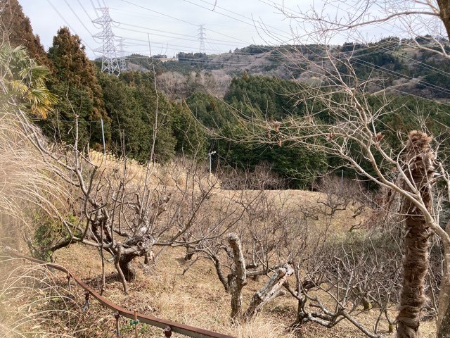 次回壺焼き芋の予定