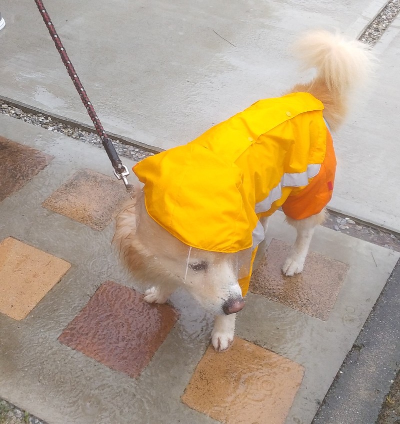 エル君、雨の中の散歩。
