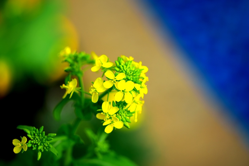 ♪ 菜の花