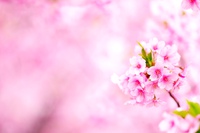 ♪ 河津桜