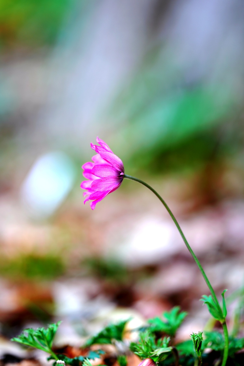♪ 雪割草