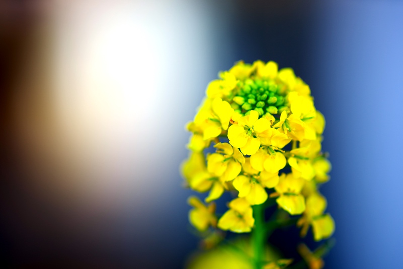 ♪ 菜の花