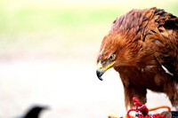 ♪ 浜松城公園の鷹
