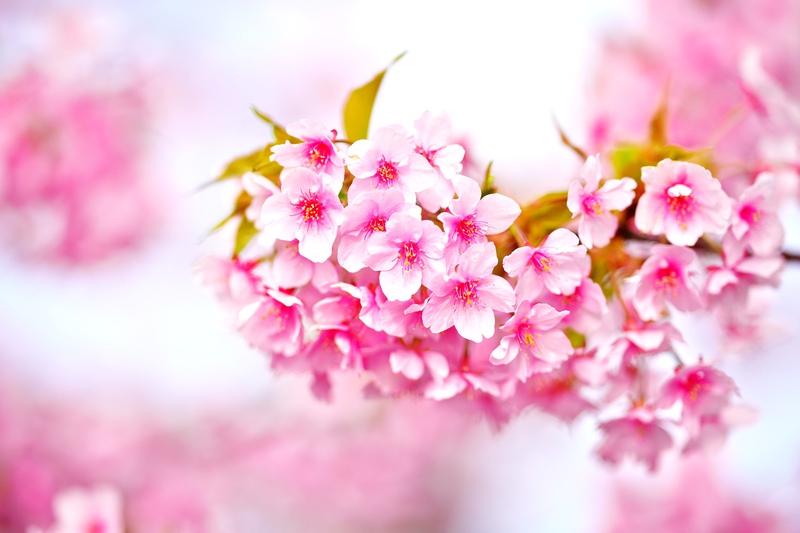 ♪ 河津桜