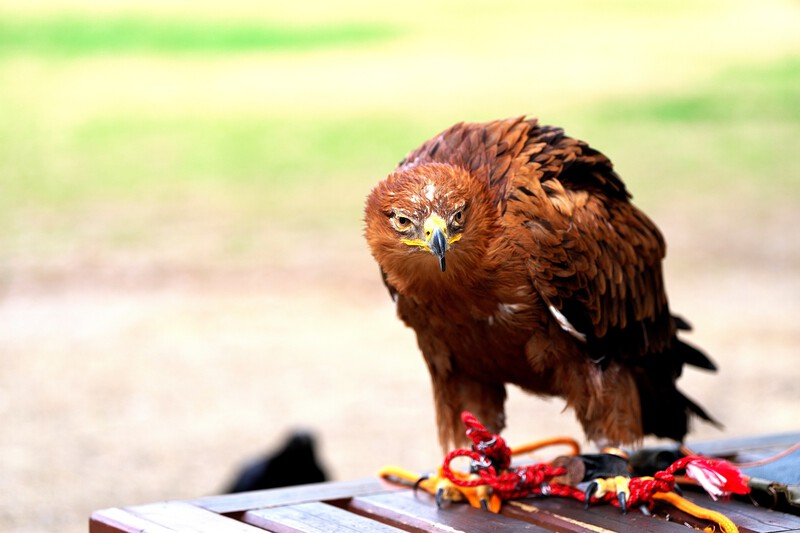 ♪ 浜松城公園の鷹