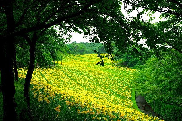 ♪ 可睡ゆりの園