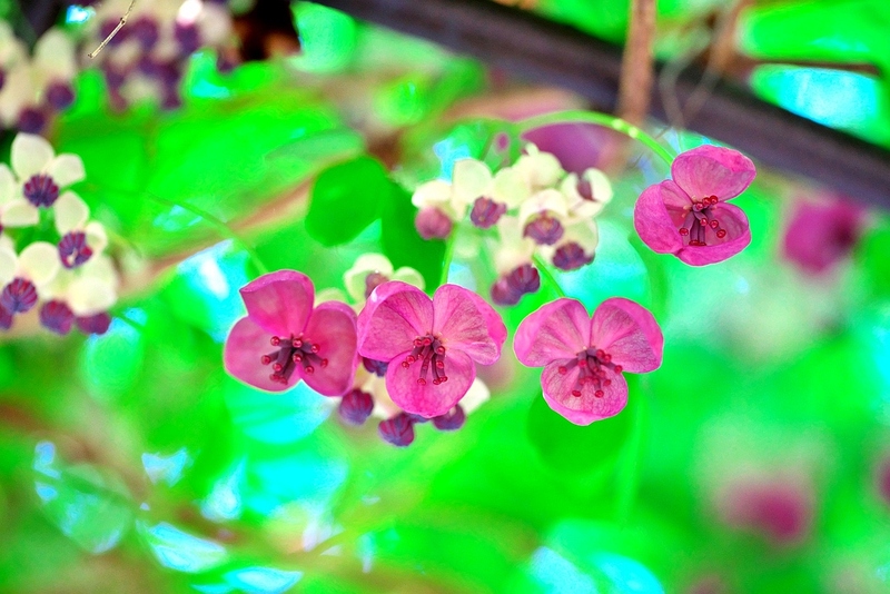 ♪ アケビの花 l ♪お父さんのひとり言 浜松