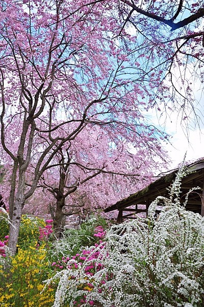 ♪ 京都の桜 縦写真