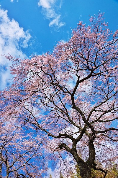 ♪ 京都の桜 縦写真