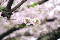 ♪ だんご桜 2024/04/09 16:14:08