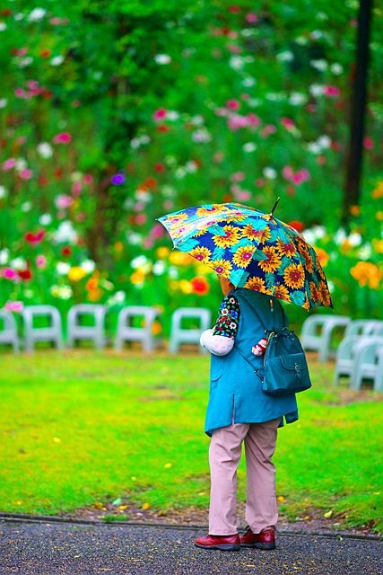 ♪ ゆり × ひまわり × 雨
