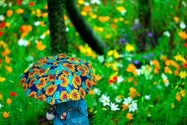 ♪ ゆり × ひまわり × 雨