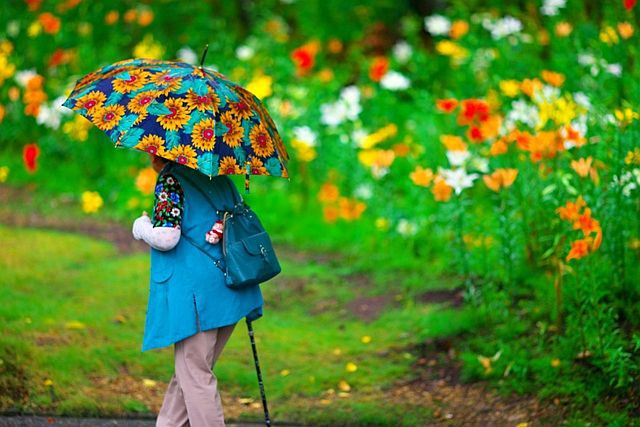 ♪ ゆり × ひまわり × 雨