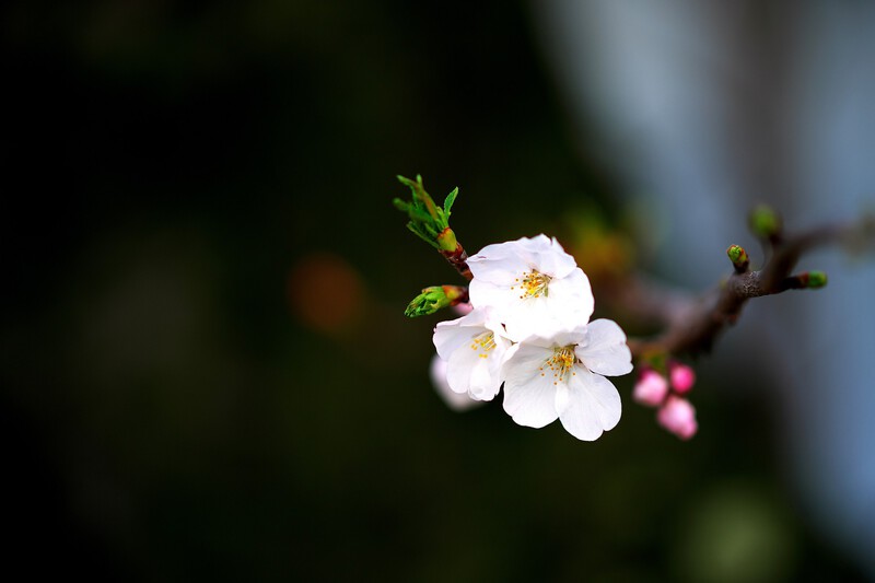 ♪ 桜の花の散る時期