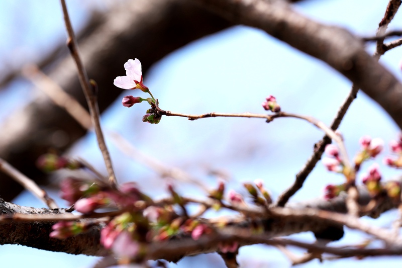 ♪ 桜咲く