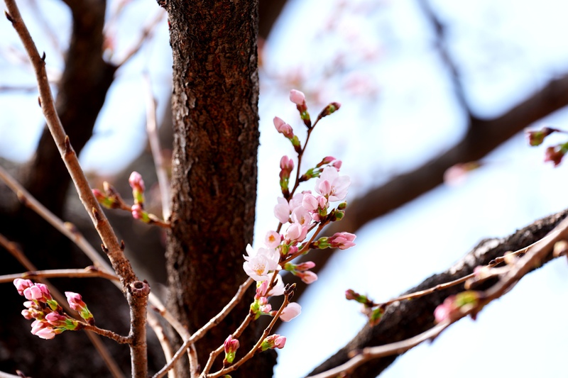 ♪ 桜咲く