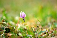 ♪ カタクリの花