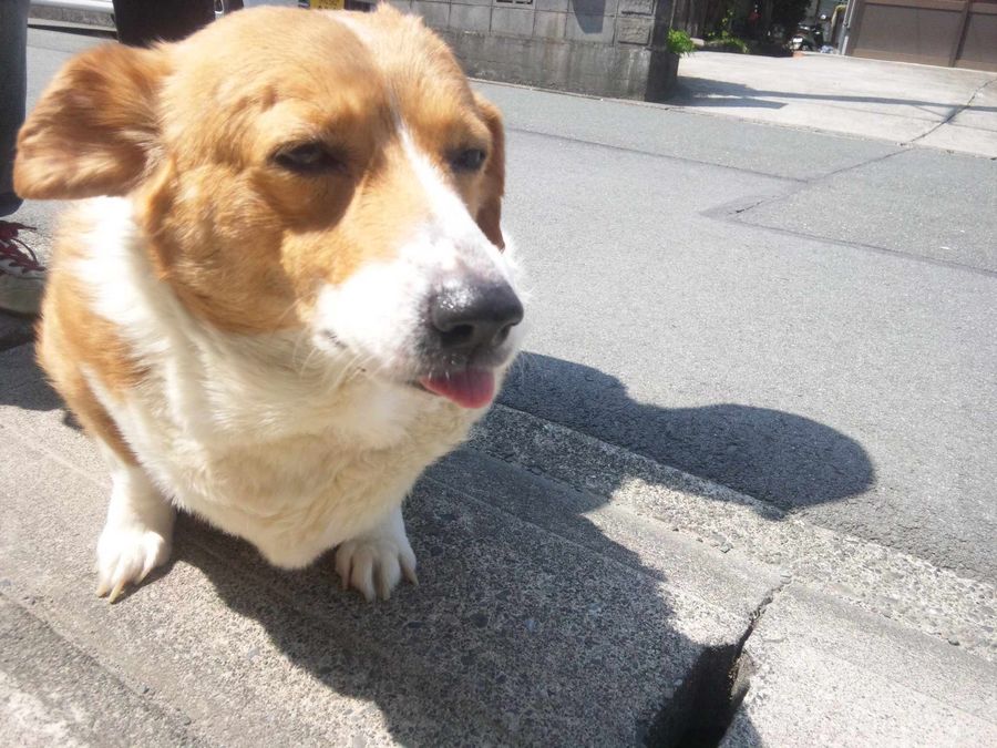 忙しすぎて・・・。
