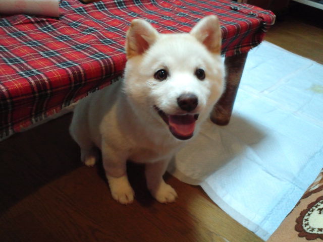 福島の白ちゃん☆