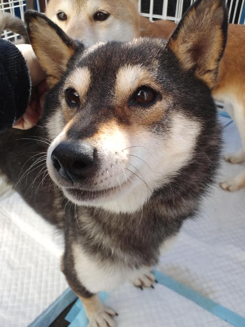 タバサのお家について