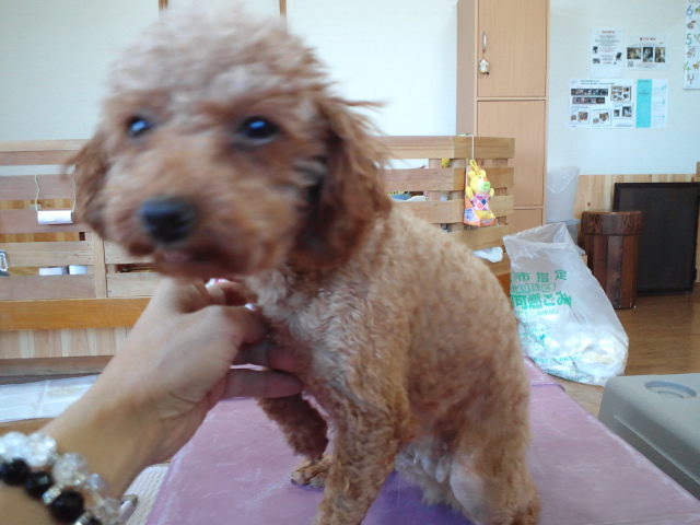 頑張るしかないよね・・・。