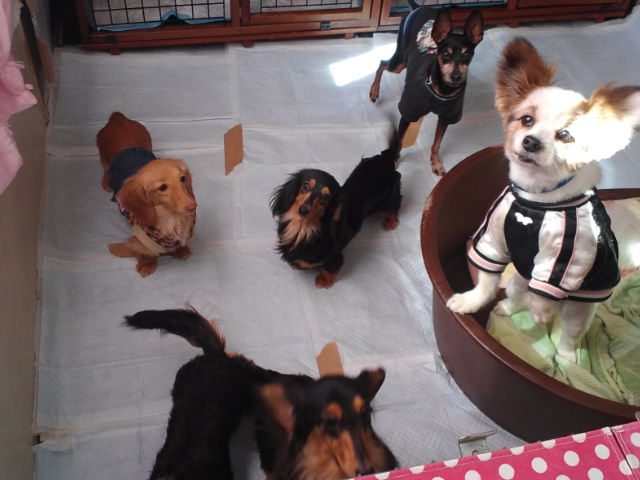 保護犬達☆