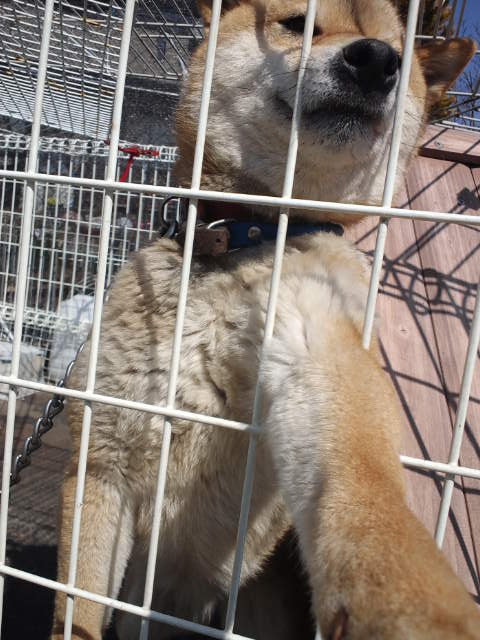 保護犬達☆