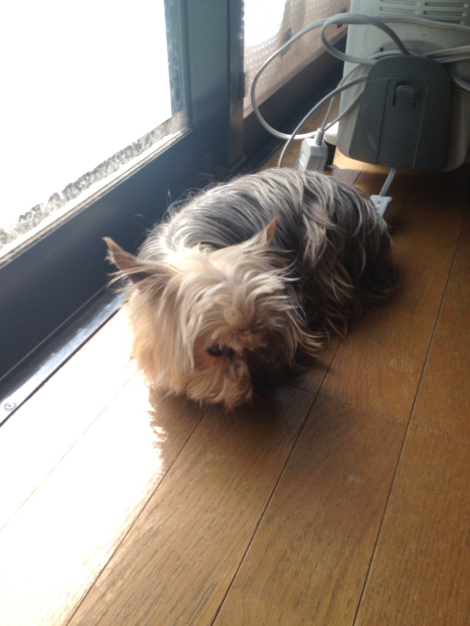 緊急迷子犬　転載・拡散お願いします。