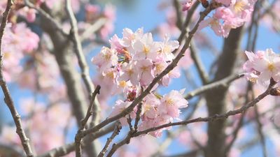 桜