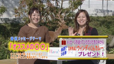 「Ｈａｒｏ！ウィンディ」の収録☆