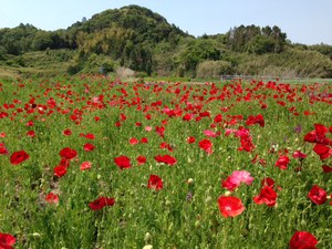 アネモネのお花畑