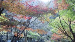 川根の紅葉
