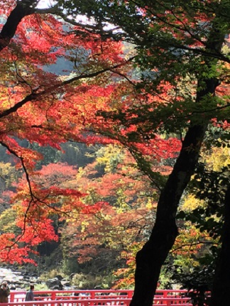 紅葉