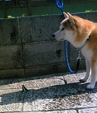チョウとお見合い