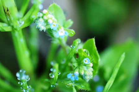 ♪　雨上がりの宝石箱2