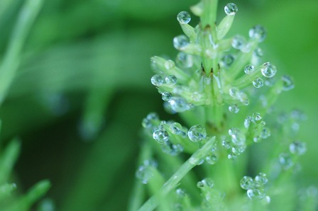♪　雨上がりの宝石箱2