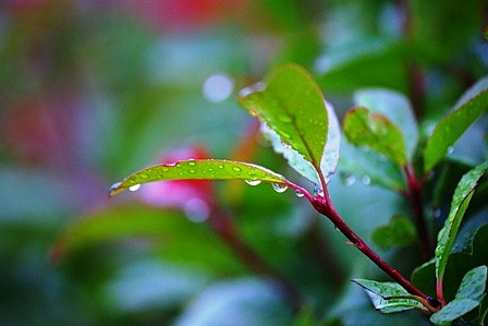 ♪ 雨