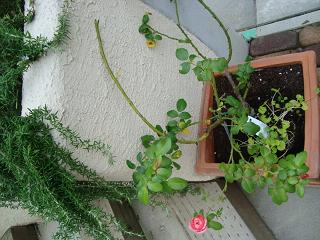 ばらもに