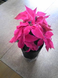『燃える心を閉じ込めて』〜ビフォー 2009/12/16 19:12:36