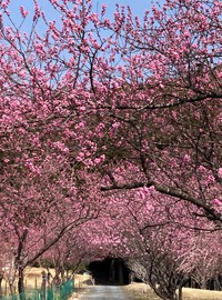 【天竜】桃の花が見ごろを迎えています