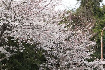 所により満開
