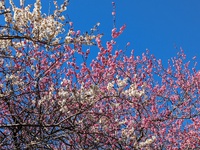 大平の梅園と河津桜 2024/02/12 22:52:58