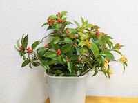 センリョウを差し上げます 2023/12/02 17:20:58