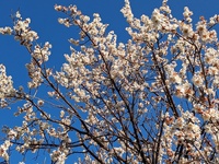 ２月１２日（月・振休）は、１６時まで受付いたします。 2024/02/09 22:15:58